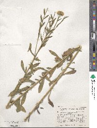 Heterotheca camporum image