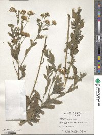 Heterotheca camporum image