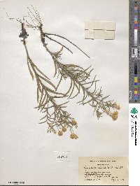 Pityopsis falcata image