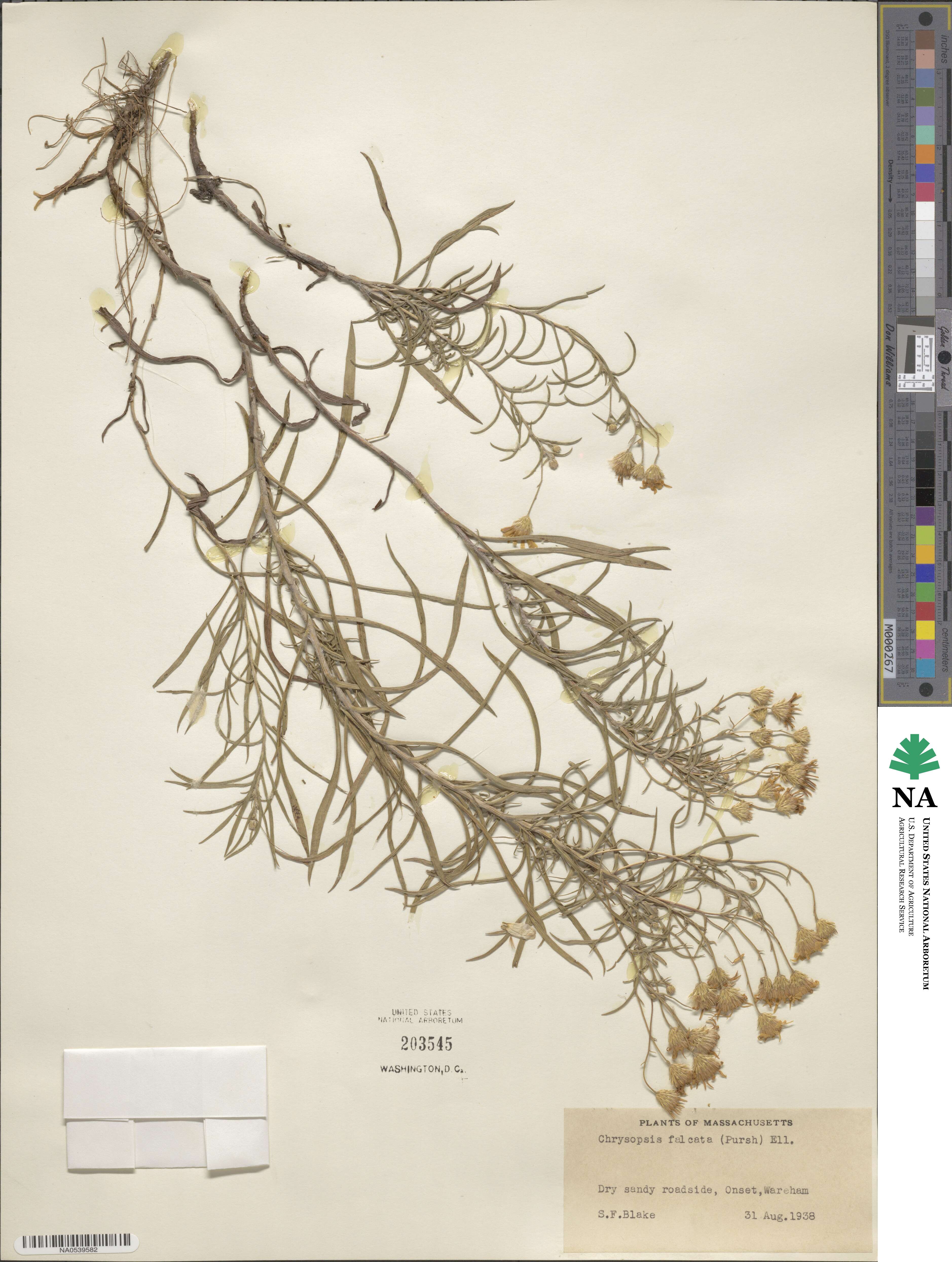 Pityopsis falcata image