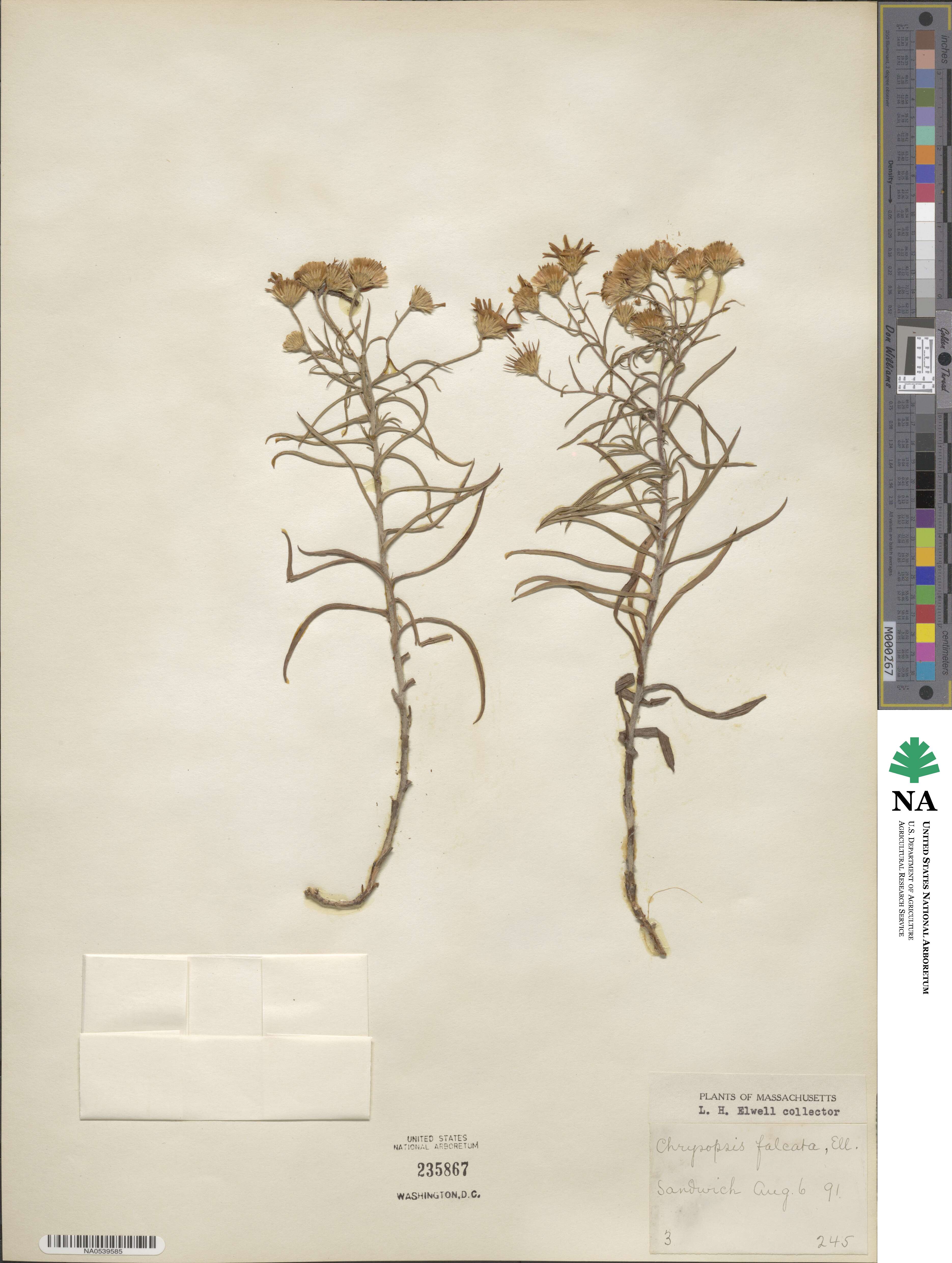 Pityopsis falcata image