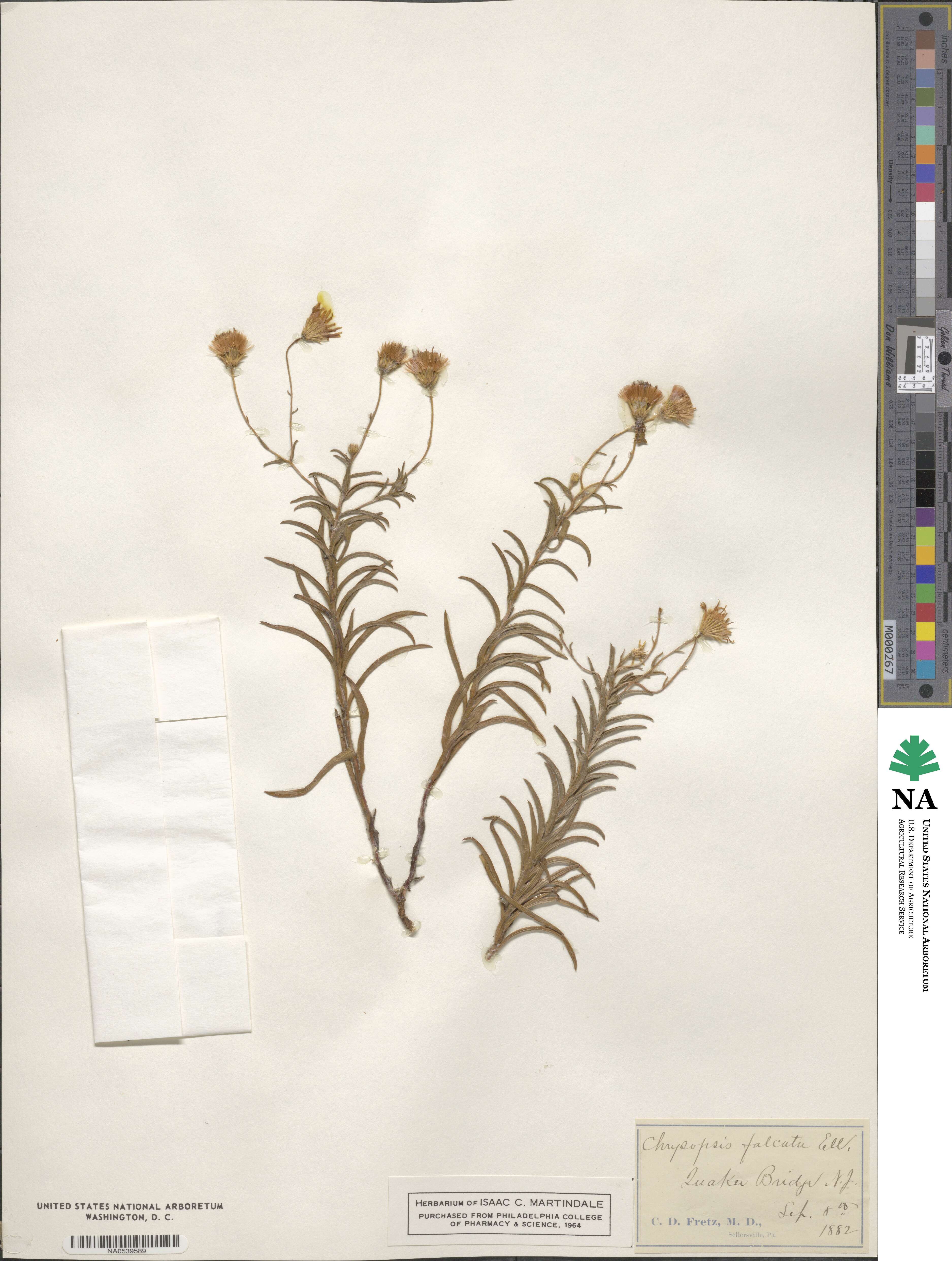 Pityopsis falcata image