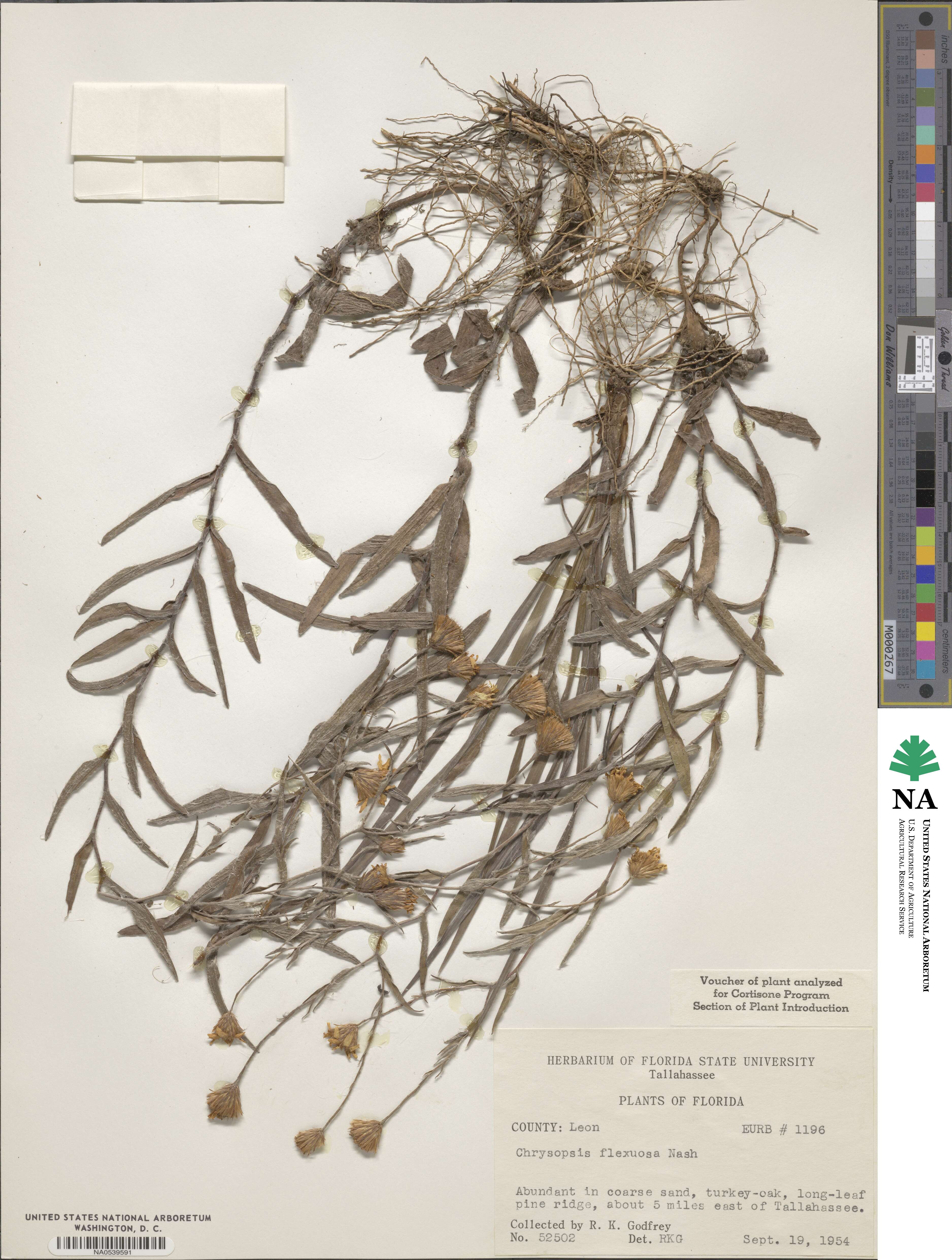 Pityopsis flexuosa image