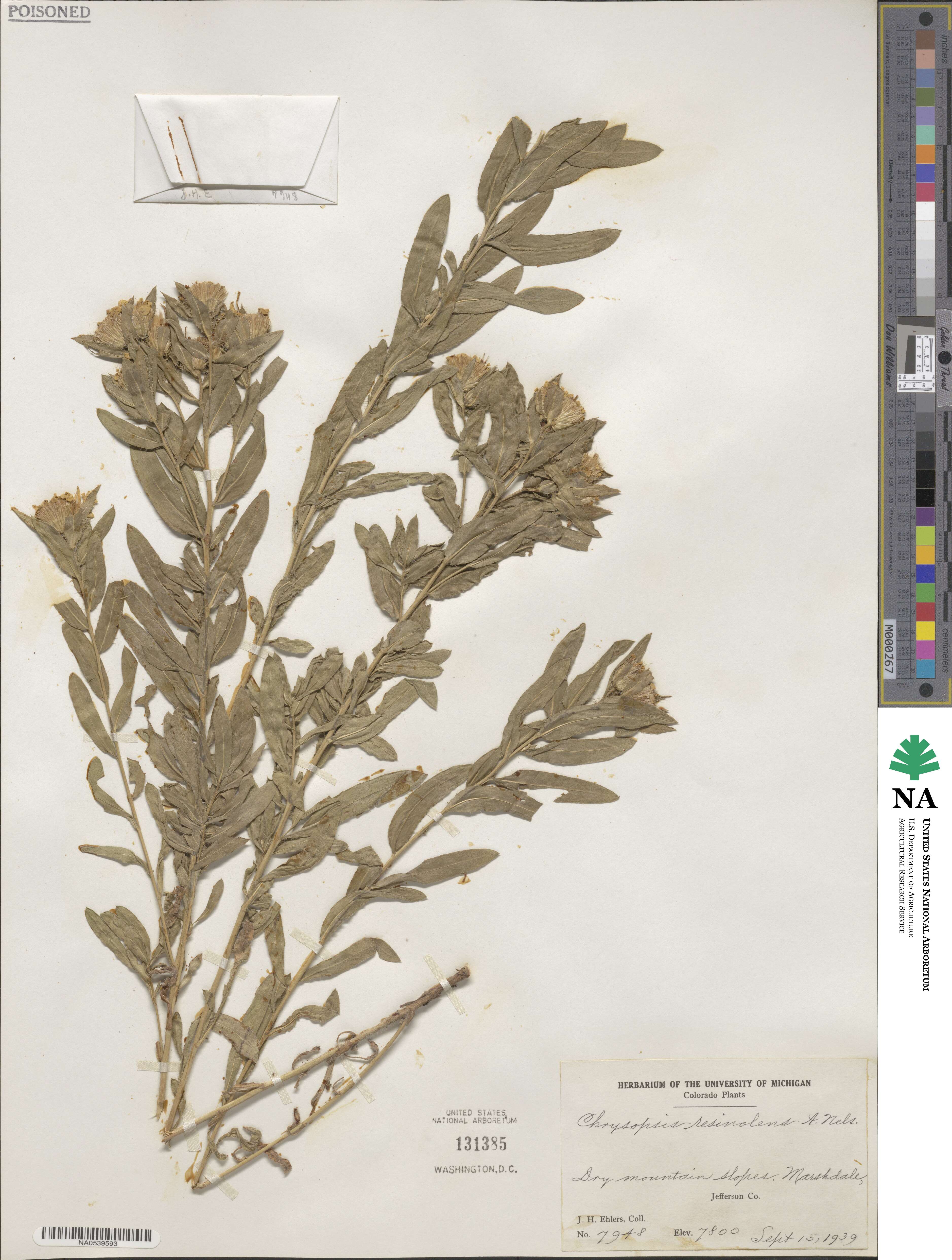 Heterotheca resinolens image
