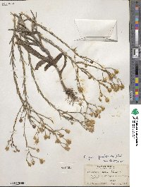 Pityopsis graminifolia image