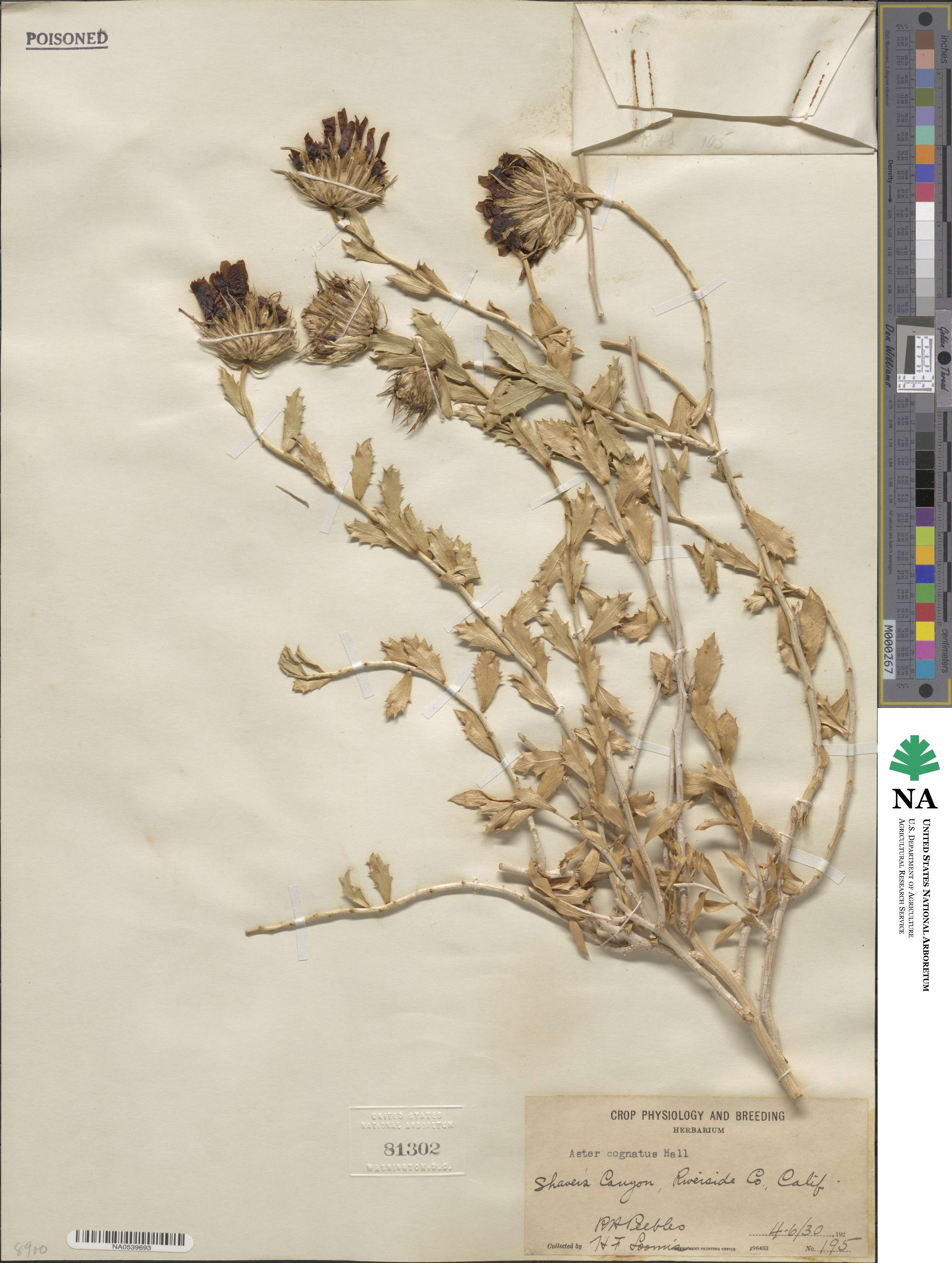 Xylorhiza cognata image