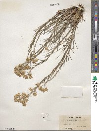 Pityopsis graminifolia image