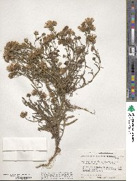 Symphyotrichum ascendens image