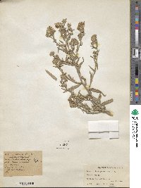 Aster ciliomarginatus image