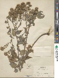 Aster cordifolius image