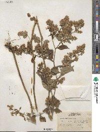 Aster cordifolius image