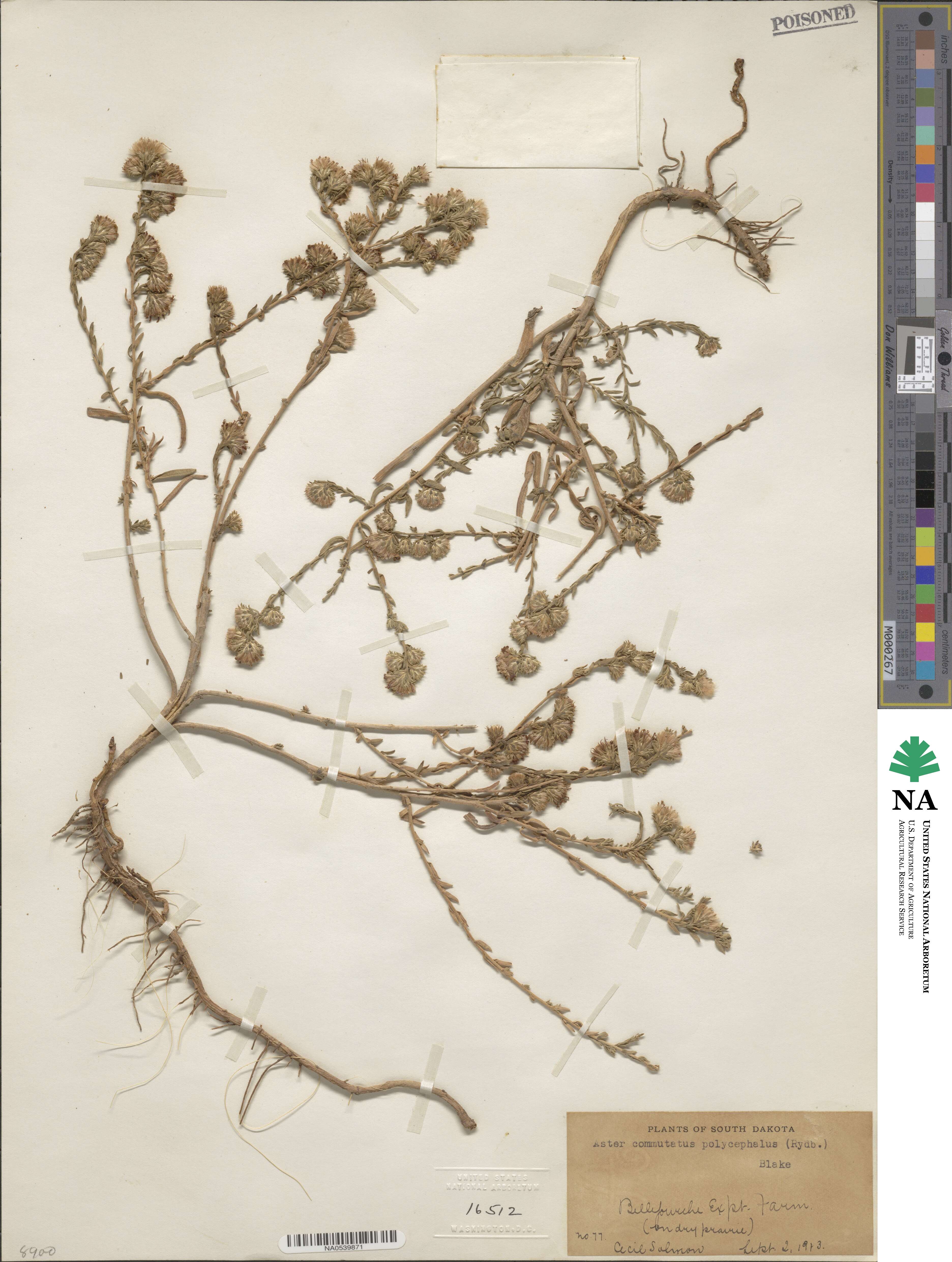 Symphyotrichum falcatum var. commutatum image