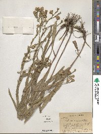 Aster concinnus image