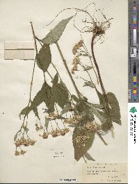 Aster divaricatus image