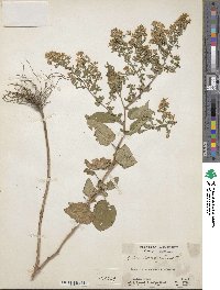 Aster cordifolius image