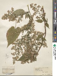 Aster cordifolius image