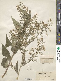 Aster cordifolius image