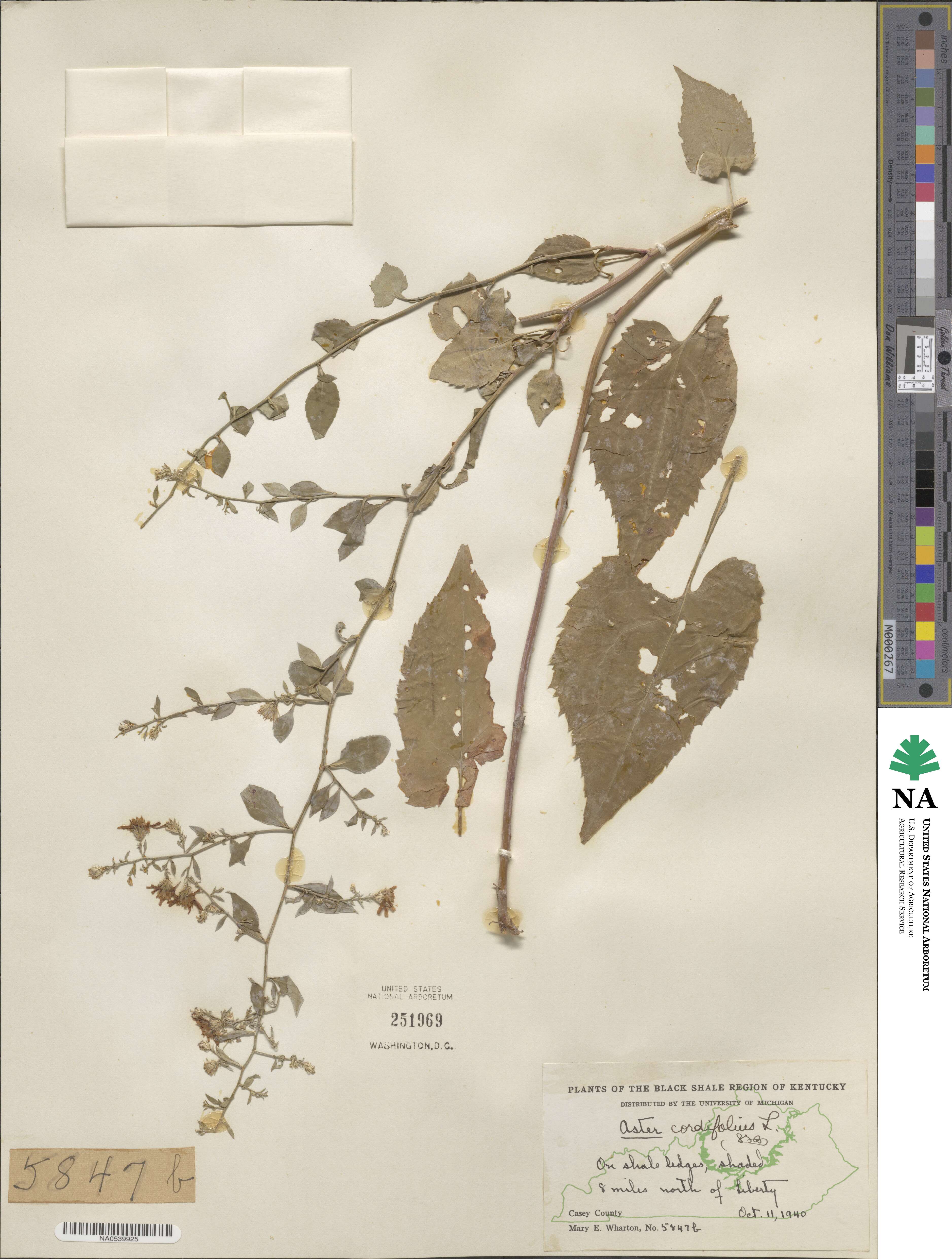 Aster cordifolius image