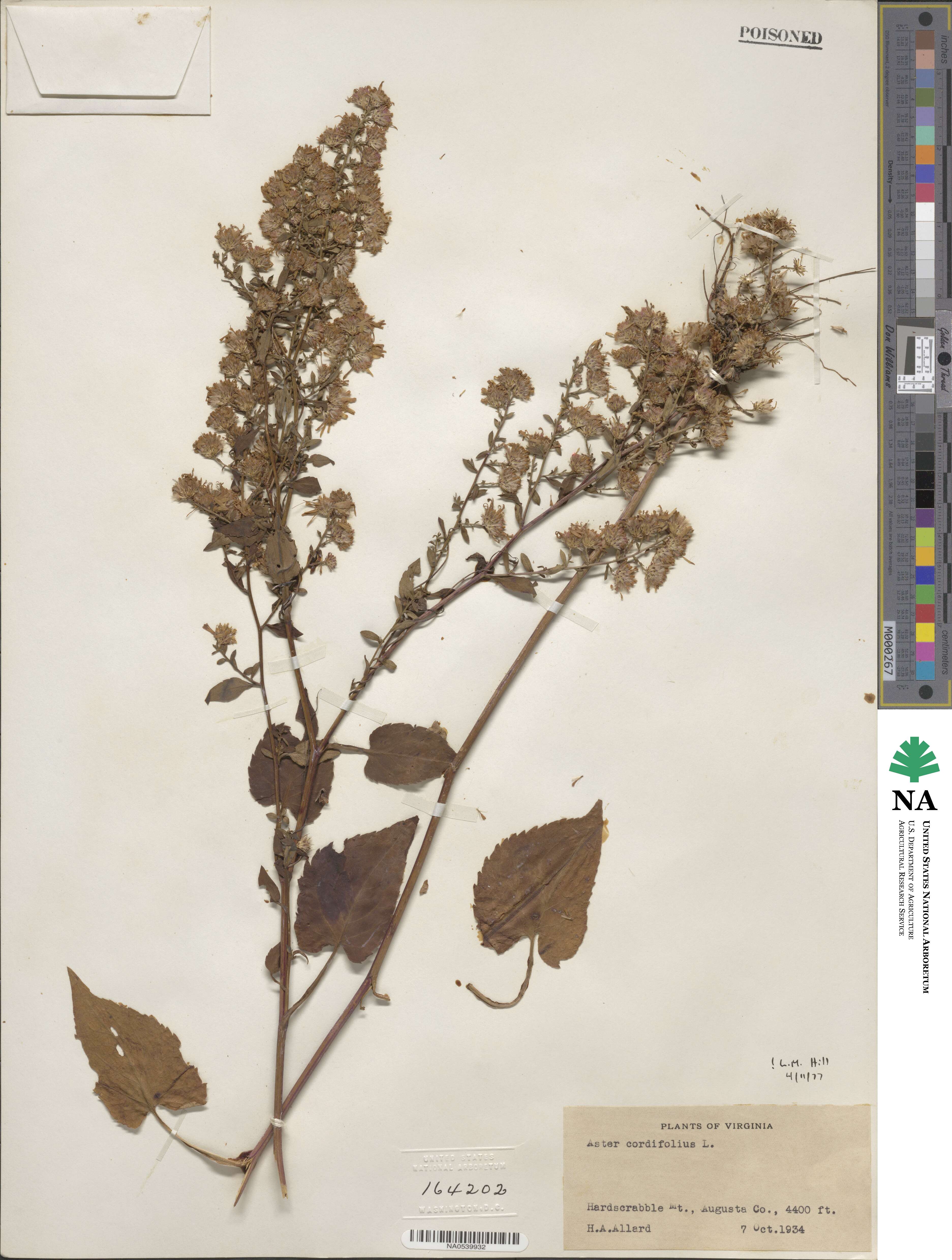 Aster cordifolius image
