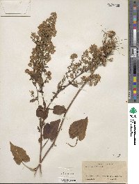 Aster cordifolius image