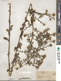 Symphyotrichum retroflexum image