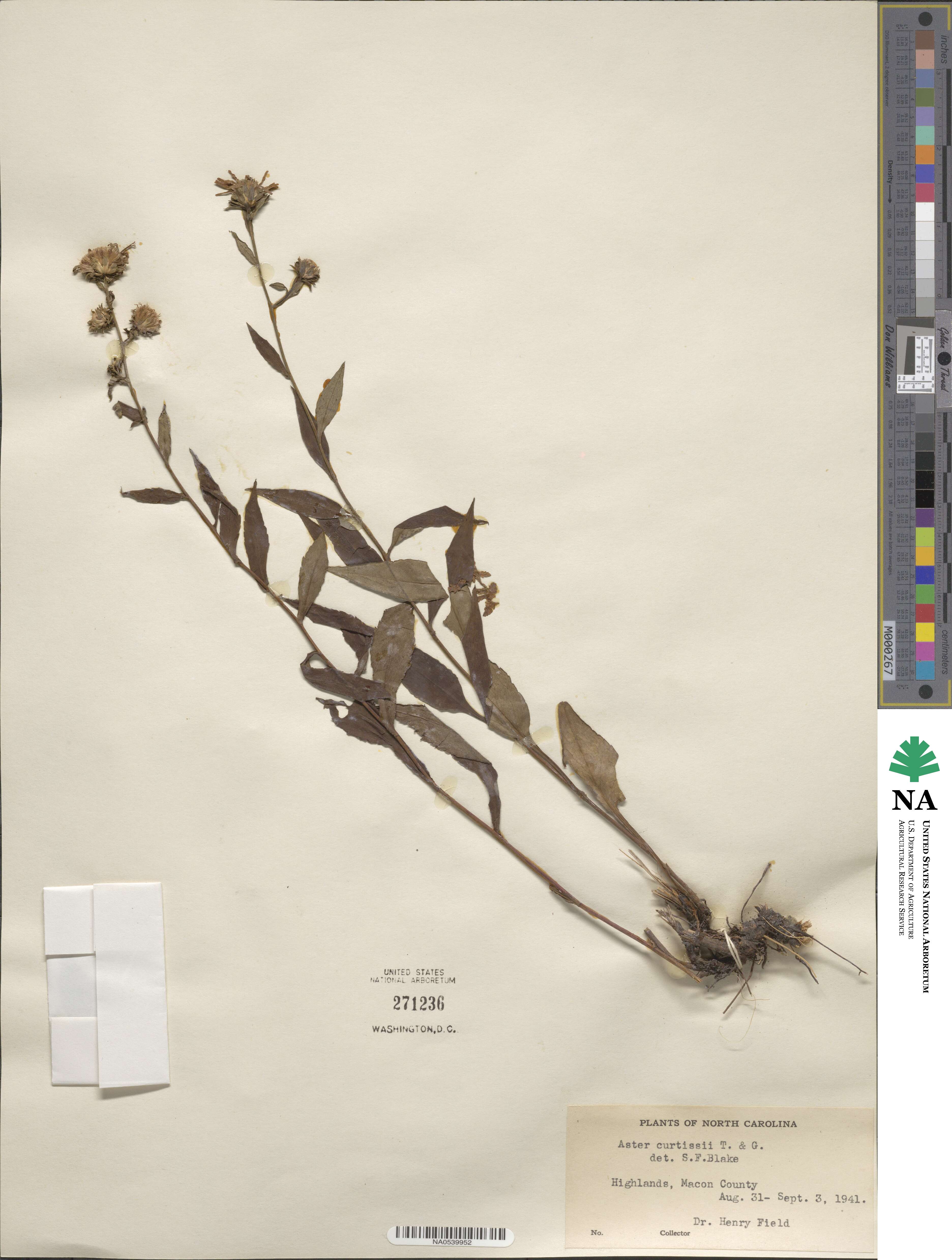 Symphyotrichum retroflexum image