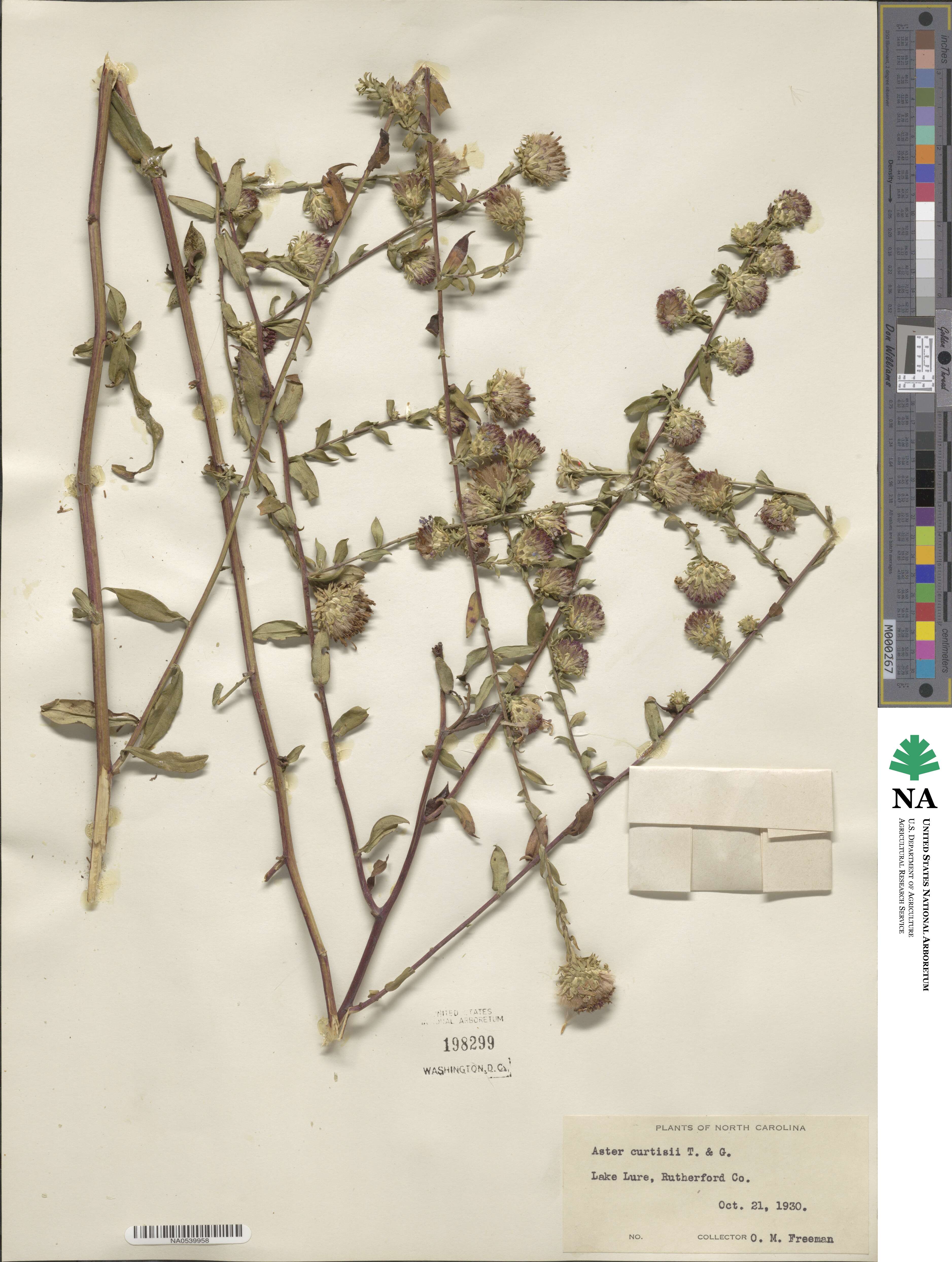Symphyotrichum retroflexum image