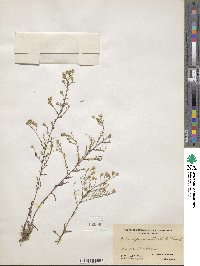 Aster depauperatus image