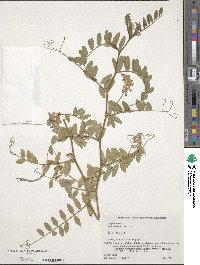 Vicia japonica var. comosa image