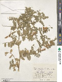 Vicia japonica image