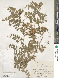 Vicia japonica image