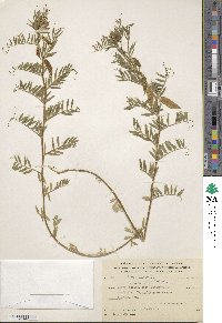 Vicia lutea subsp. lutea image