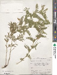 Vicia multicaulis image