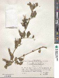 Vicia narbonensis image