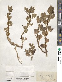 Vicia narbonensis image