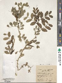 Vicia narbonensis image