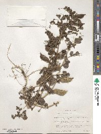 Vicia narbonensis image