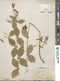 Vicia oroboides image