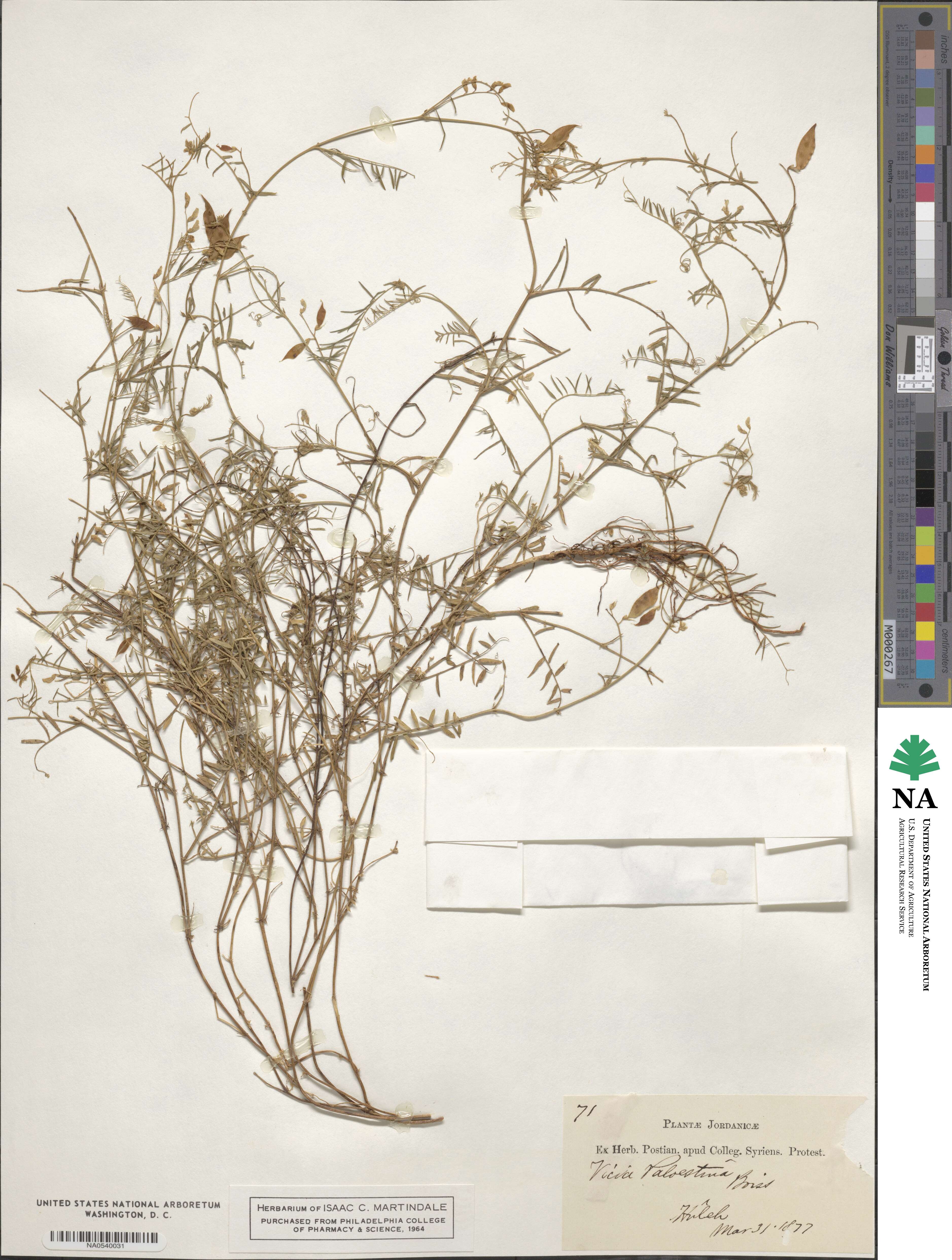 Vicia palaestina image