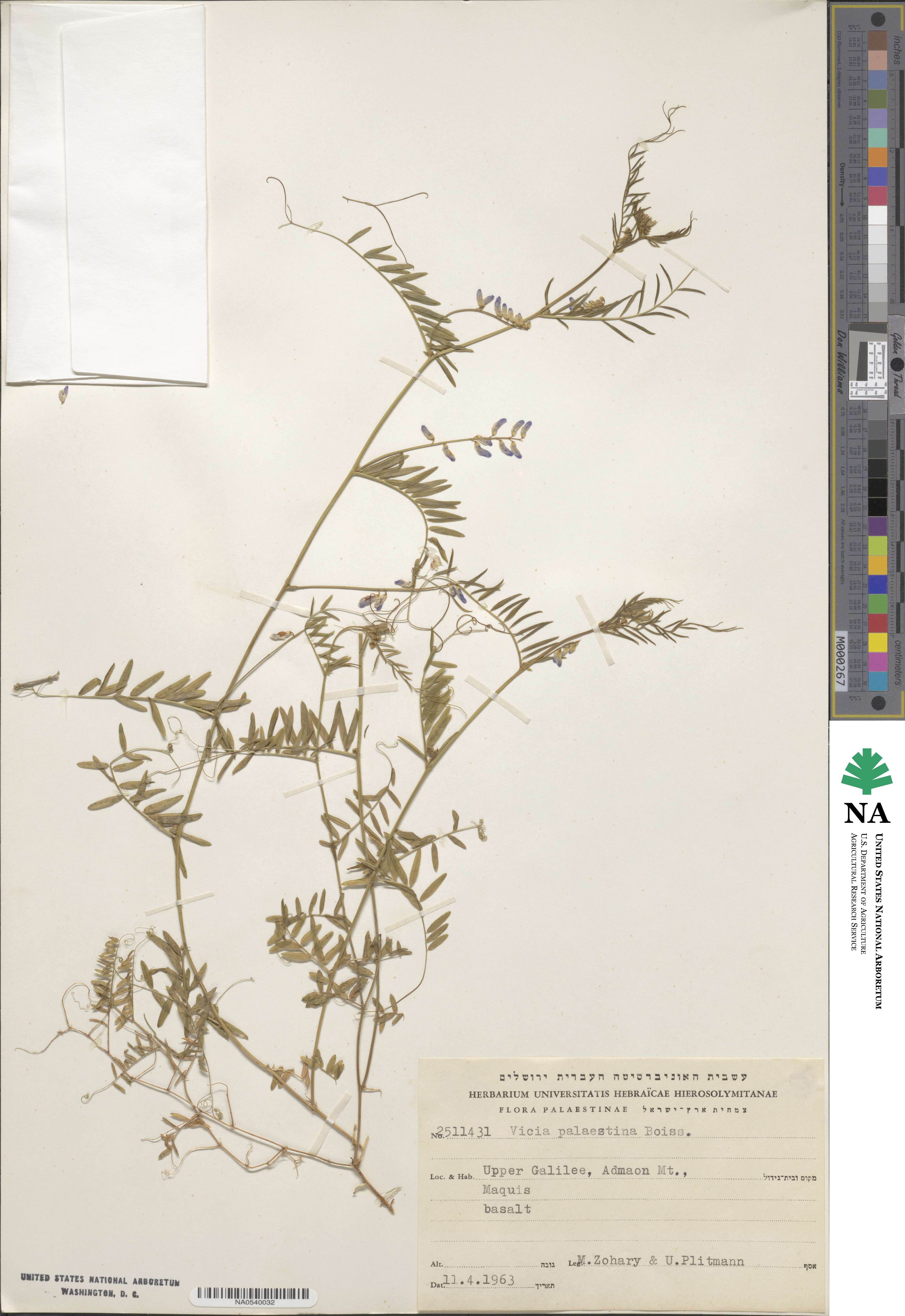Vicia palaestina image
