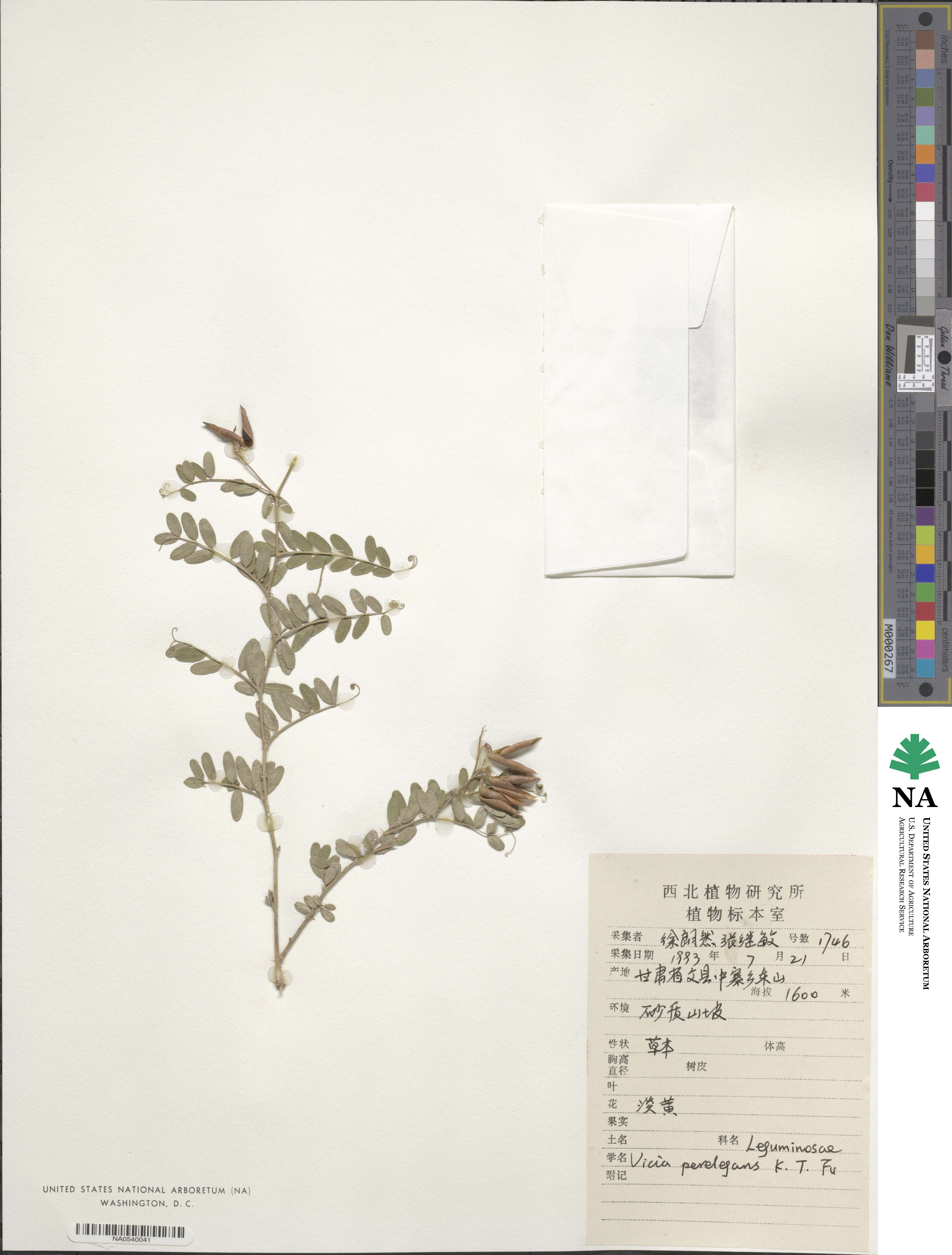 Vicia perelegans image