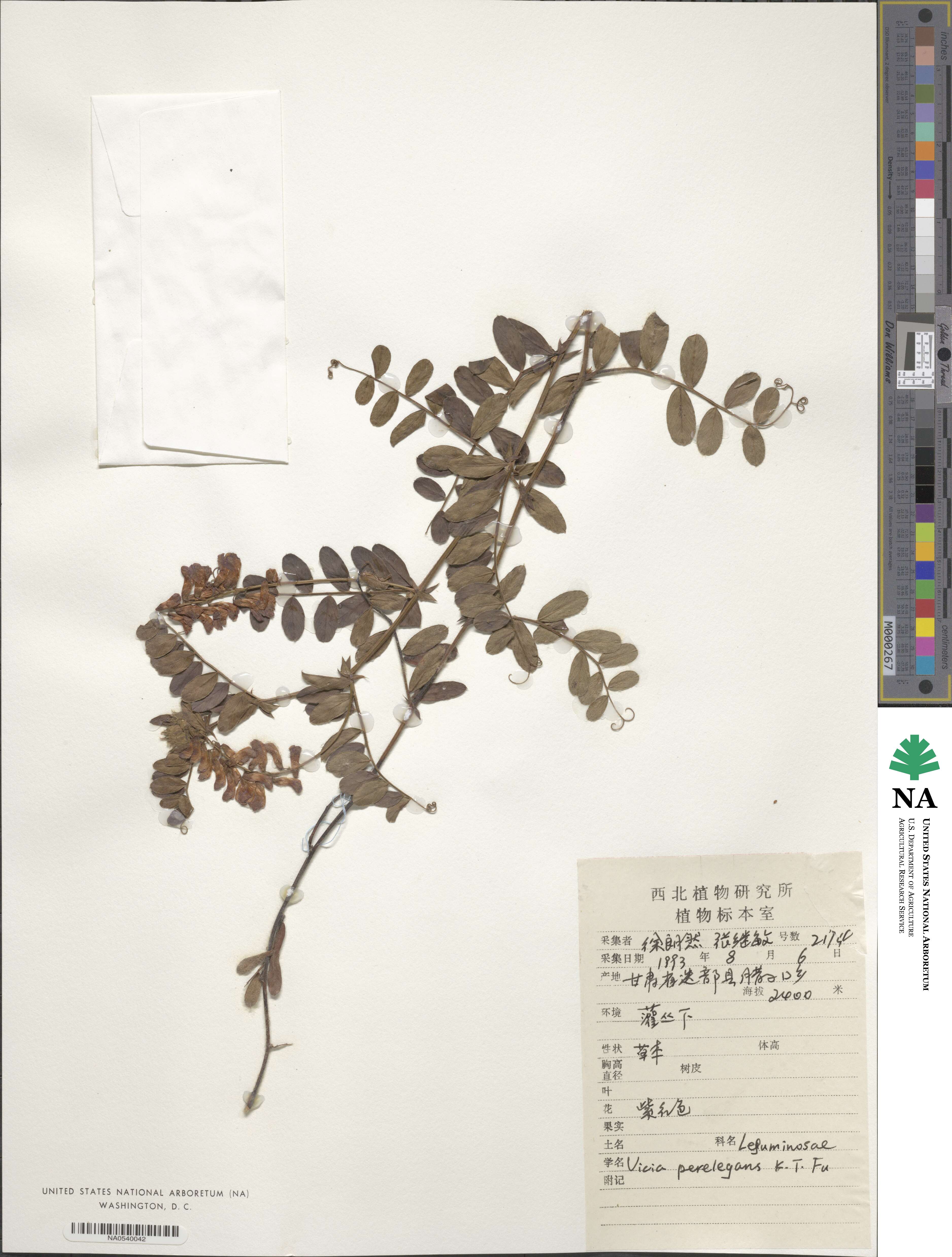 Vicia perelegans image