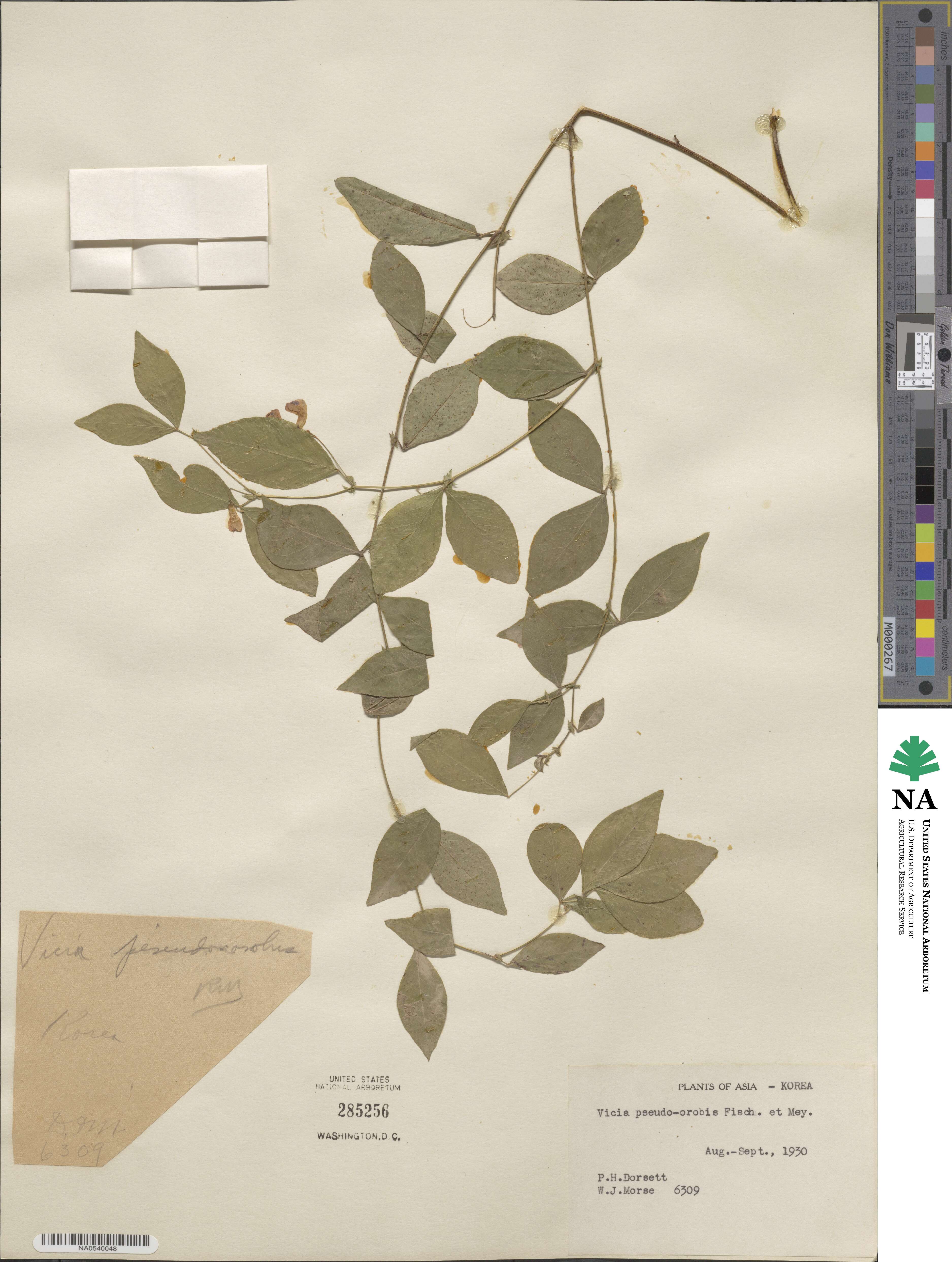 Vicia pseudo-orobus image