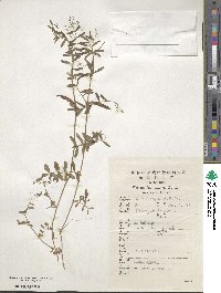 Vicia sativa image