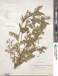 Vicia sativa image