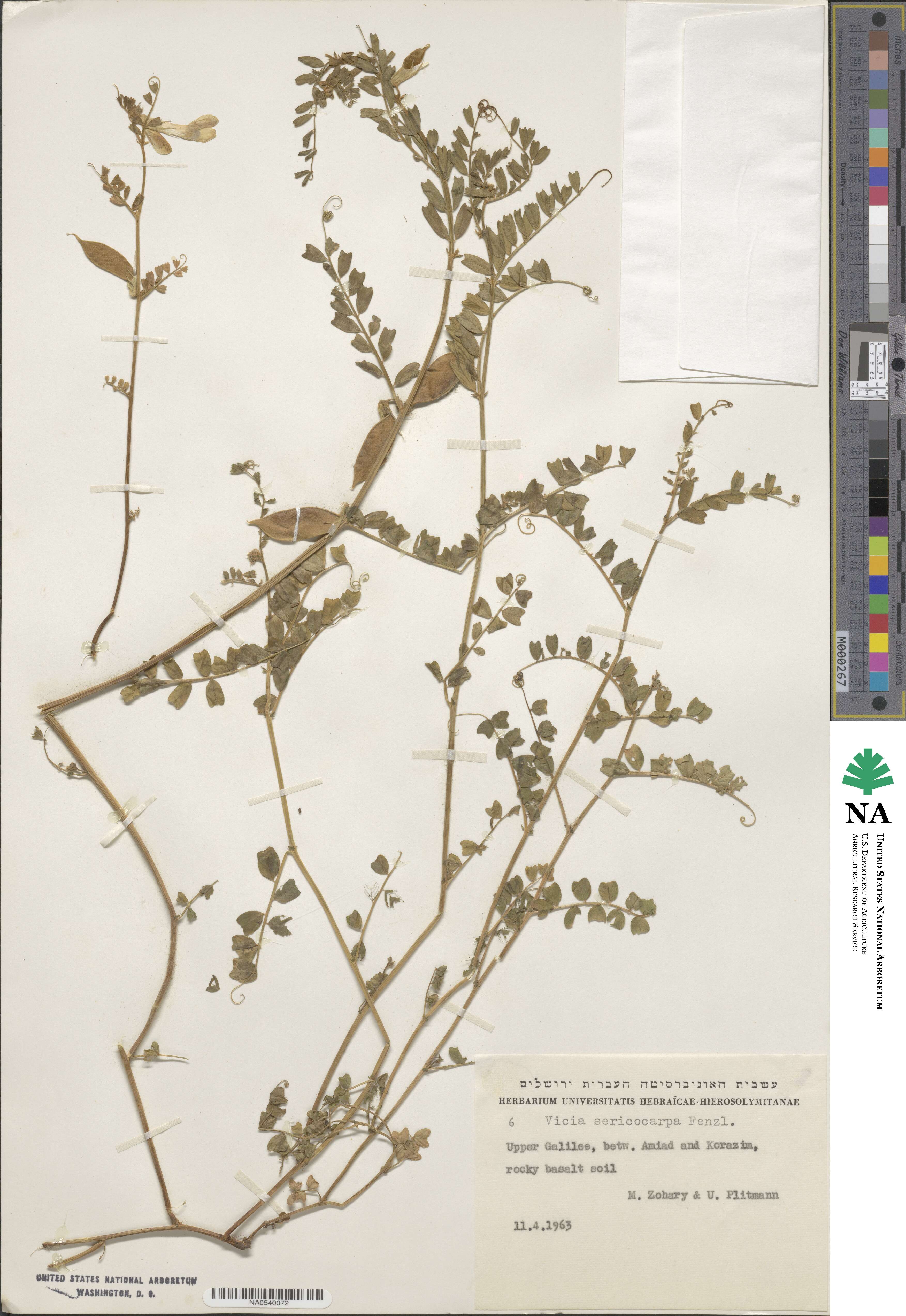 Vicia sericocarpa image