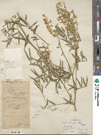 Vicia tenuifolia image