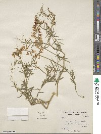 Vicia tenuifolia image