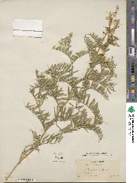 Vicia tenuifolia image