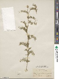 Vicia tenuifolia image